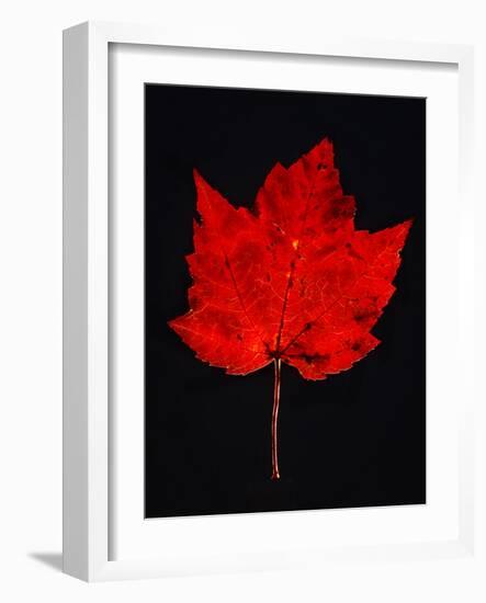 Close-up of red Maple leaf against black background-Panoramic Images-Framed Photographic Print