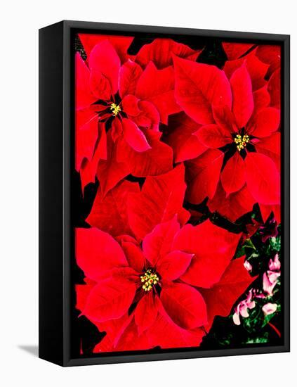 Close-up of red Poinsettia flowers-null-Framed Premier Image Canvas