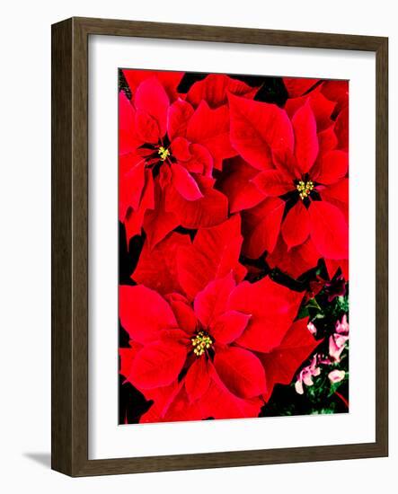 Close-up of red Poinsettia flowers-null-Framed Photographic Print