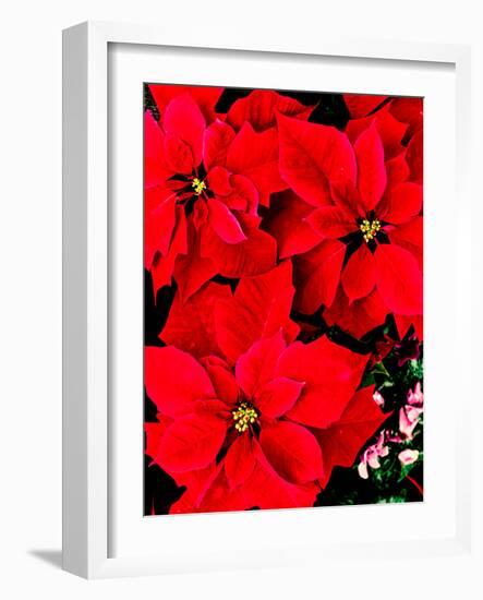 Close-up of red Poinsettia flowers-null-Framed Photographic Print