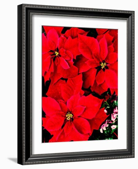 Close-up of red Poinsettia flowers-null-Framed Photographic Print