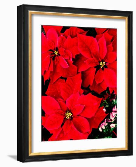 Close-up of red Poinsettia flowers-null-Framed Photographic Print