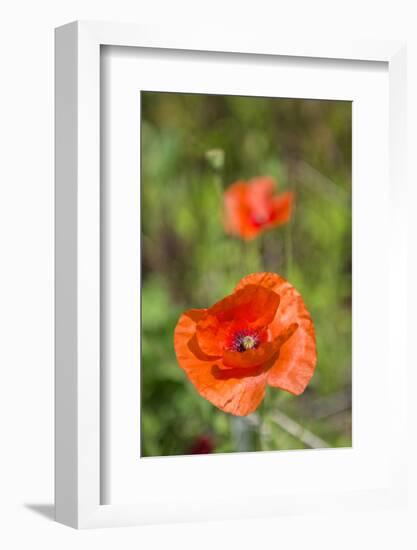 Close-up of Red Poppy-Jim Engelbrecht-Framed Photographic Print