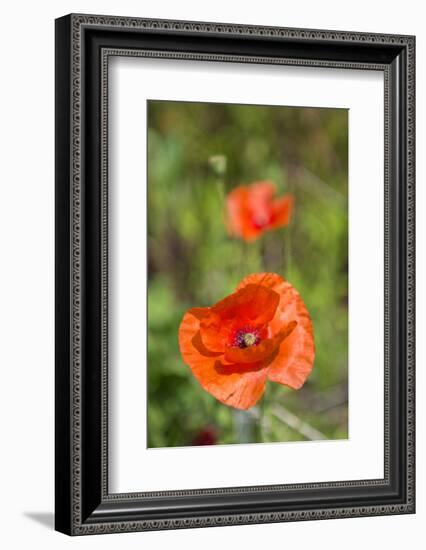 Close-up of Red Poppy-Jim Engelbrecht-Framed Photographic Print