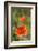 Close-up of Red Poppy-Jim Engelbrecht-Framed Photographic Print