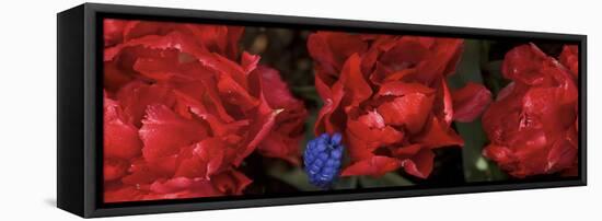 Close-Up of Red Rose Flowers-null-Framed Premier Image Canvas