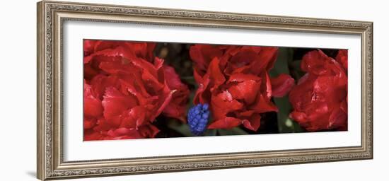 Close-Up of Red Rose Flowers-null-Framed Photographic Print