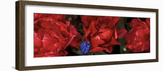 Close-Up of Red Rose Flowers-null-Framed Photographic Print