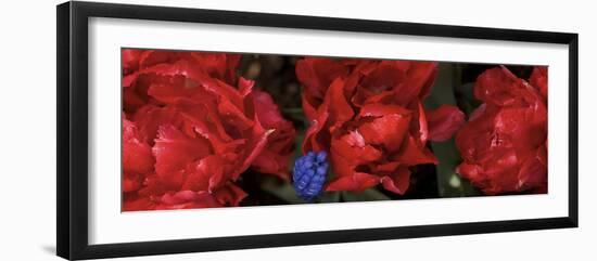 Close-Up of Red Rose Flowers-null-Framed Photographic Print