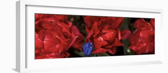 Close-Up of Red Rose Flowers-null-Framed Photographic Print