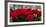 Close-Up of Red Roses in a Bouquet During Sant Jordi Festival, Barcelona, Catalonia, Spain-null-Framed Photographic Print