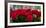 Close-Up of Red Roses in a Bouquet During Sant Jordi Festival, Barcelona, Catalonia, Spain-null-Framed Photographic Print