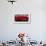 Close-Up of Red Roses in a Bouquet During Sant Jordi Festival, Barcelona, Catalonia, Spain-null-Framed Photographic Print displayed on a wall