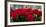 Close-Up of Red Roses in a Bouquet During Sant Jordi Festival, Barcelona, Catalonia, Spain-null-Framed Photographic Print