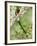 Close-Up of Resplendent Quetzal Perching on a Branch, Savegre, Costa Rica-null-Framed Photographic Print