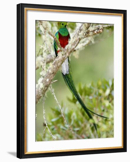 Close-Up of Resplendent Quetzal Perching on a Branch, Savegre, Costa Rica-null-Framed Photographic Print