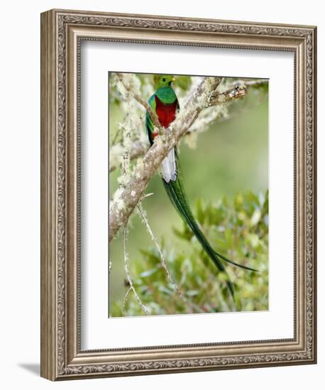 Close-Up of Resplendent Quetzal Perching on a Branch, Savegre, Costa Rica-null-Framed Photographic Print