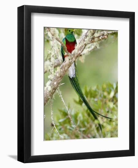 Close-Up of Resplendent Quetzal Perching on a Branch, Savegre, Costa Rica-null-Framed Photographic Print