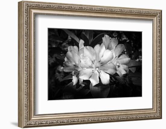 Close-up of Rhododendron flowers, California, USA-Panoramic Images-Framed Photographic Print