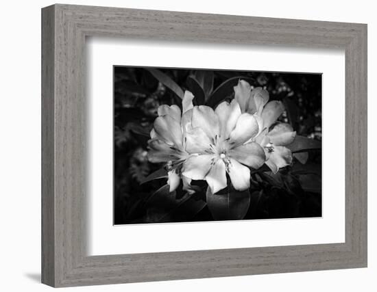 Close-up of Rhododendron flowers, California, USA-Panoramic Images-Framed Photographic Print