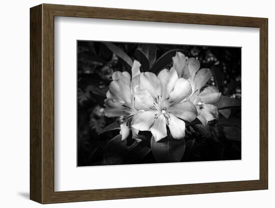 Close-up of Rhododendron flowers, California, USA-Panoramic Images-Framed Photographic Print