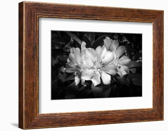 Close-up of Rhododendron flowers, California, USA-Panoramic Images-Framed Photographic Print