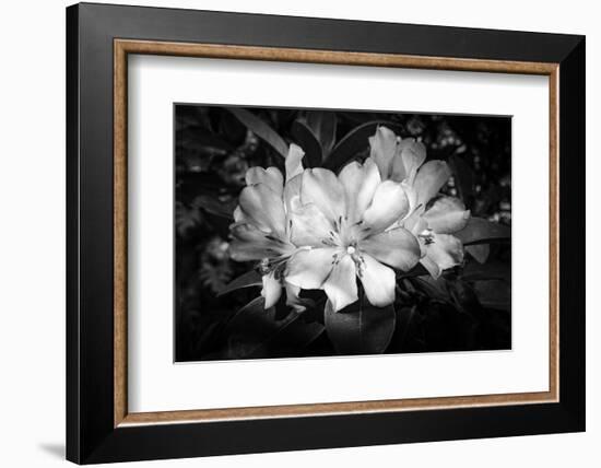 Close-up of Rhododendron flowers, California, USA-Panoramic Images-Framed Photographic Print