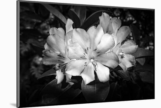 Close-up of Rhododendron flowers, California, USA-Panoramic Images-Mounted Photographic Print