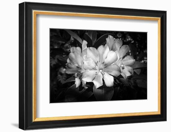 Close-up of Rhododendron flowers, California, USA-Panoramic Images-Framed Photographic Print