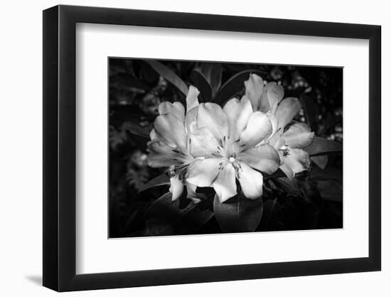 Close-up of Rhododendron flowers, California, USA-Panoramic Images-Framed Premium Photographic Print