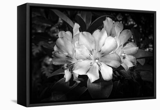 Close-up of Rhododendron flowers, California, USA-Panoramic Images-Framed Premier Image Canvas