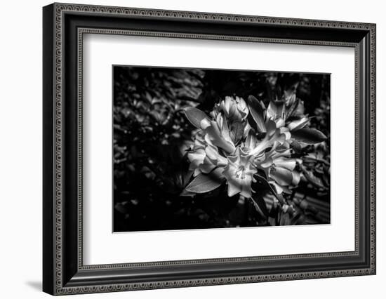 Close-up of Rhododendron flowers, California, USA-Panoramic Images-Framed Photographic Print