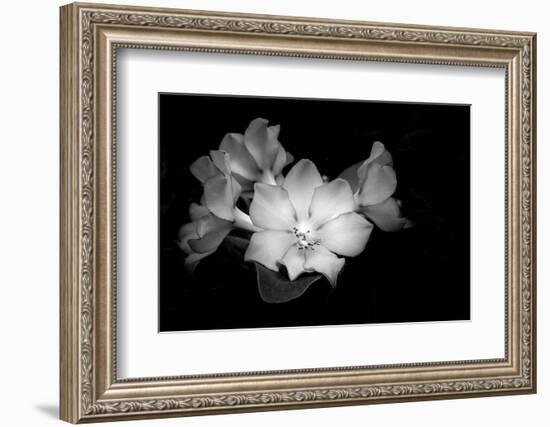 Close-up of Rhododendron flowers, California, USA-Panoramic Images-Framed Photographic Print