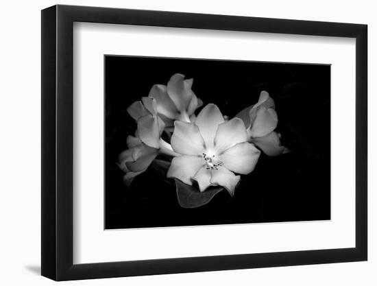 Close-up of Rhododendron flowers, California, USA-Panoramic Images-Framed Photographic Print