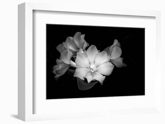 Close-up of Rhododendron flowers, California, USA-Panoramic Images-Framed Photographic Print