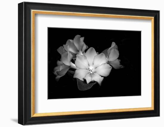 Close-up of Rhododendron flowers, California, USA-Panoramic Images-Framed Photographic Print