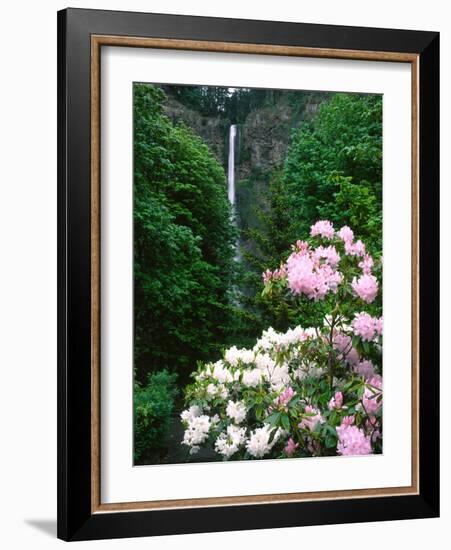 Close-up of Rhododendron flowers, Multnomah Falls, Columbia River Gorge National Scenic Area, Mu...-null-Framed Photographic Print