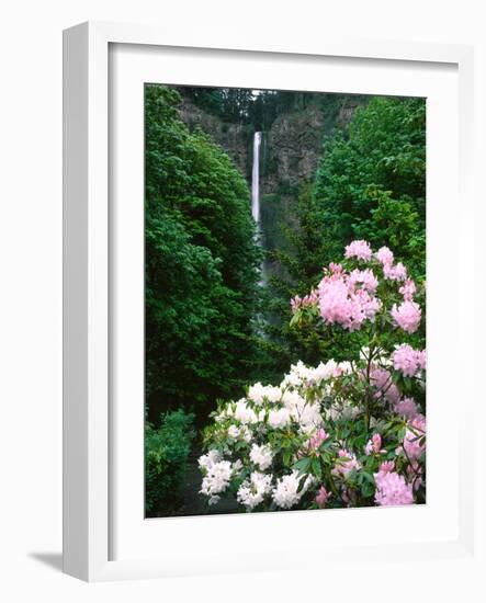 Close-up of Rhododendron flowers, Multnomah Falls, Columbia River Gorge National Scenic Area, Mu...-null-Framed Photographic Print