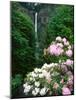 Close-up of Rhododendron flowers, Multnomah Falls, Columbia River Gorge National Scenic Area, Mu...-null-Mounted Photographic Print