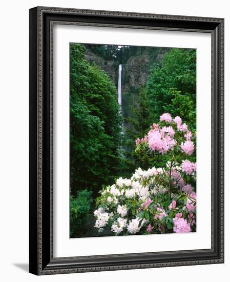 Close-up of Rhododendron flowers, Multnomah Falls, Columbia River Gorge National Scenic Area, Mu...-null-Framed Photographic Print