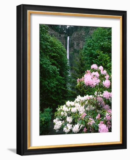 Close-up of Rhododendron flowers, Multnomah Falls, Columbia River Gorge National Scenic Area, Mu...-null-Framed Photographic Print