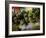 Close Up of Rice Balls Wrapped in Vine Leaves, Vietnam-Paul Harris-Framed Photographic Print