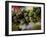 Close Up of Rice Balls Wrapped in Vine Leaves, Vietnam-Paul Harris-Framed Photographic Print