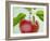 Close-up of Ripe Apple with Leaves-Lee Frost-Framed Photographic Print