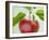 Close-up of Ripe Apple with Leaves-Lee Frost-Framed Photographic Print