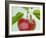 Close-up of Ripe Apple with Leaves-Lee Frost-Framed Photographic Print