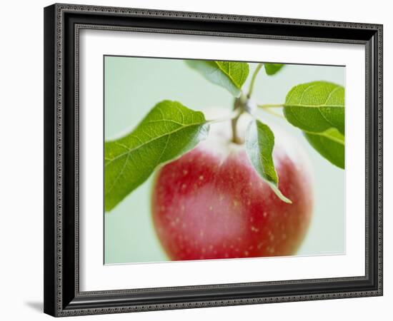 Close-up of Ripe Apple with Leaves-Lee Frost-Framed Photographic Print