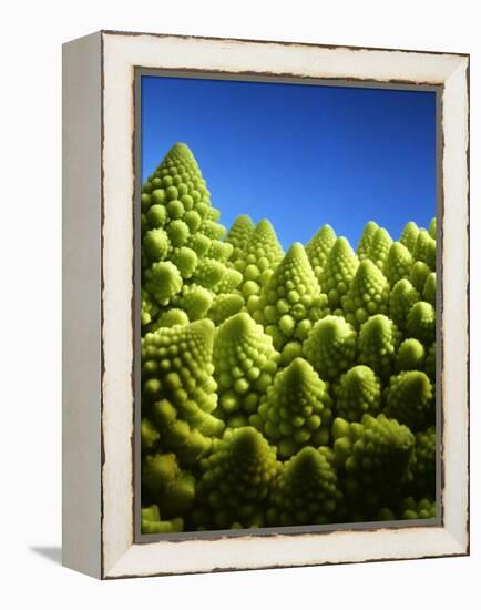 Close up of Romanesco-Peter Sapper-Framed Premier Image Canvas