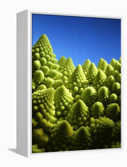 Close up of Romanesco-Peter Sapper-Framed Premier Image Canvas