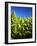 Close up of Romanesco-Peter Sapper-Framed Photographic Print